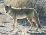 Shawnodese, Coyote