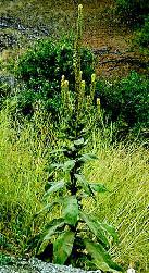 Mullein  (Verbascum thapsus)
 1998 Province of 
British Columbia, Ministry of 
Agriculture and Food